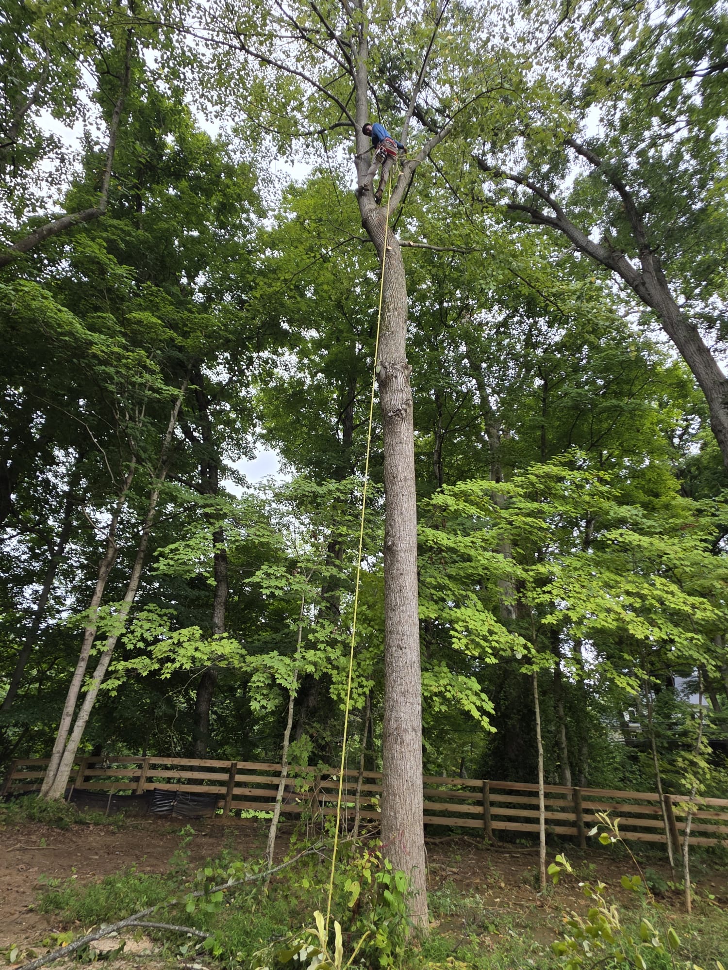Arbor Gardens climber roped high on a tall tree during a removal